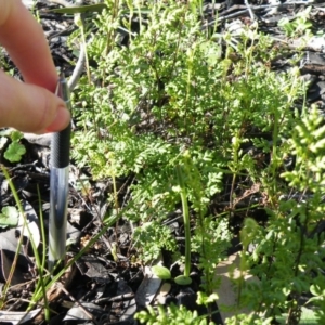 Cheilanthes sieberi at O'Connor, ACT - 11 Oct 2016 12:00 AM