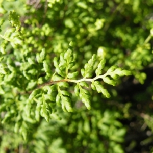 Cheilanthes sieberi at O'Connor, ACT - 11 Oct 2016 12:00 AM