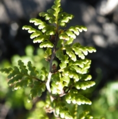 Cheilanthes sieberi at O'Connor, ACT - 11 Oct 2016