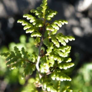 Cheilanthes sieberi at O'Connor, ACT - 11 Oct 2016