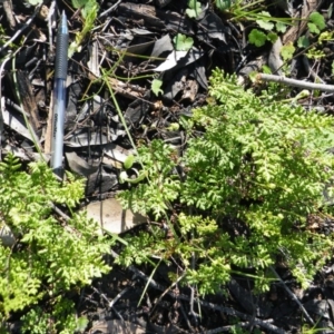 Cheilanthes sieberi at O'Connor, ACT - 11 Oct 2016 12:00 AM