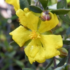 Hibbertia obtusifolia at O'Connor, ACT - 11 Oct 2016