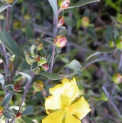 Hibbertia obtusifolia at O'Connor, ACT - 11 Oct 2016