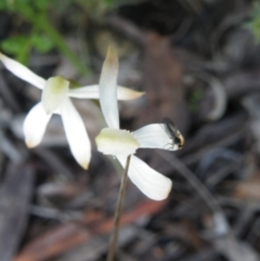 Caladenia ustulata (Brown Caps) at Point 114 - 7 Oct 2016 by Ryl