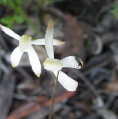 Caladenia ustulata (Brown Caps) at O'Connor, ACT - 6 Oct 2016 by Ryl