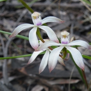 Caladenia ustulata at Point 114 - suppressed