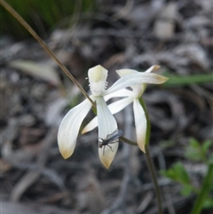 Caladenia ustulata at Undefined Area - suppressed