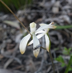 Caladenia ustulata at Point 114 - suppressed