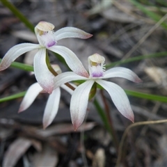 Caladenia ustulata at Point 114 - suppressed