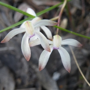 Caladenia ustulata at Point 114 - suppressed