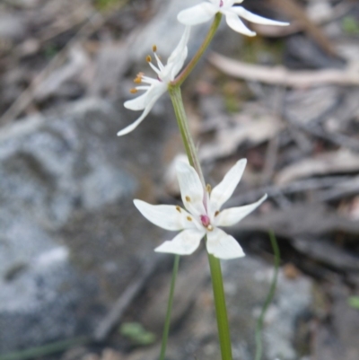 Wurmbea dioica subsp. dioica (Early Nancy) at Point 114 - 7 Oct 2016 by Ryl