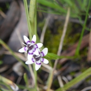 Wurmbea dioica subsp. dioica at Point 114 - 7 Oct 2016