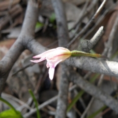 Caladenia fuscata (Dusky Fingers) at O'Connor, ACT - 6 Oct 2016 by Ryl
