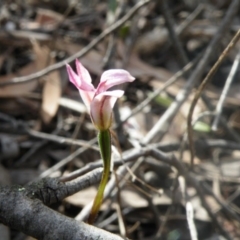 Caladenia fuscata at Undefined Area - suppressed