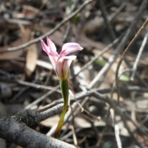 Caladenia fuscata at Undefined Area - suppressed