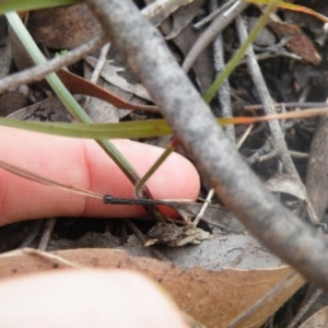 Caladenia fuscata at Undefined Area - suppressed