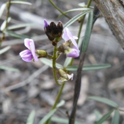 Glycine clandestina (Twining Glycine) at Bruce Ridge - 6 Oct 2016 by Ryl