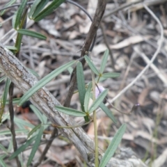 Glycine clandestina at O'Connor, ACT - 7 Oct 2016