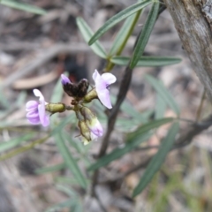 Glycine clandestina at O'Connor, ACT - 7 Oct 2016