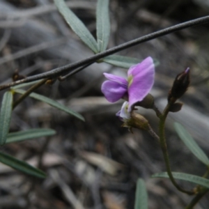 Glycine clandestina at O'Connor, ACT - 7 Oct 2016