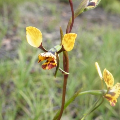 Diuris nigromontana (Black Mountain Leopard Orchid) at O'Connor, ACT - 6 Oct 2016 by Ryl