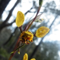 Diuris nigromontana at Point 114 - suppressed