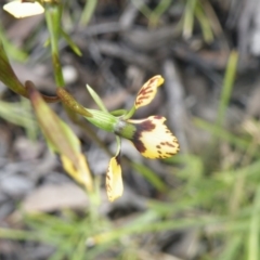 Diuris nigromontana at Point 114 - suppressed