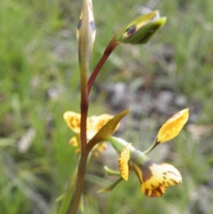 Diuris nigromontana at Point 114 - suppressed