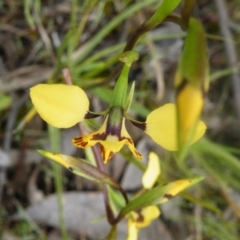 Diuris nigromontana at Point 114 - suppressed