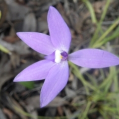 Glossodia major (Wax Lip Orchid) at Bruce Ridge - 6 Oct 2016 by Ryl