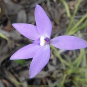 Glossodia major at Point 114 - suppressed