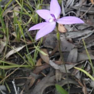 Glossodia major at Point 114 - suppressed