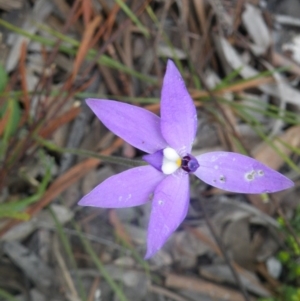 Glossodia major at Point 114 - suppressed