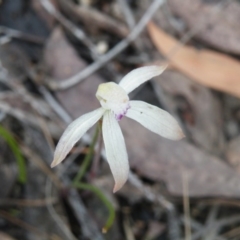 Caladenia ustulata (Brown Caps) at O'Connor, ACT - 6 Oct 2016 by Ryl