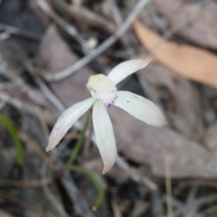 Caladenia ustulata (Brown Caps) at Bruce Ridge - 6 Oct 2016 by Ryl