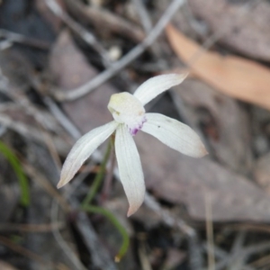 Caladenia ustulata at Undefined Area - suppressed