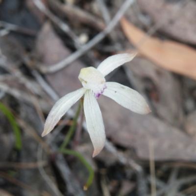 Caladenia ustulata (Brown Caps) at Bruce Ridge - 6 Oct 2016 by Ryl