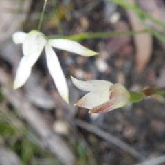 Caladenia ustulata at Undefined Area - suppressed