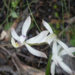 Caladenia ustulata at Undefined Area - suppressed