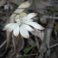 Caladenia ustulata at Undefined Area - suppressed