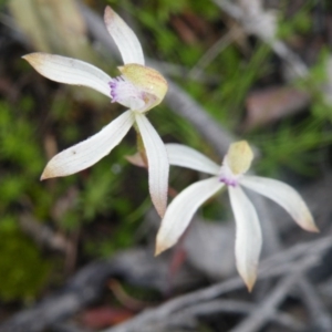 Caladenia ustulata at Undefined Area - suppressed