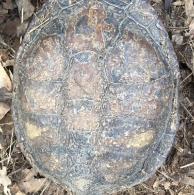 Chelodina longicollis (Eastern Long-necked Turtle) at Mulligans Flat - 20 Oct 2016 by CedricBear