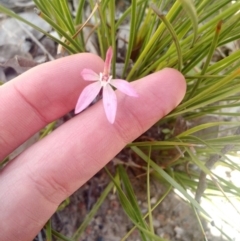 Caladenia fuscata (Dusky Fingers) at Point 5598 - 16 Oct 2016 by EmmaCook