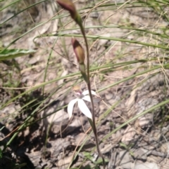 Caladenia moschata (Musky Caps) at Point 5598 - 16 Oct 2016 by EmmaCook