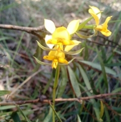 Diuris nigromontana (Black Mountain Leopard Orchid) at Belconnen, ACT - 16 Oct 2016 by EmmaCook