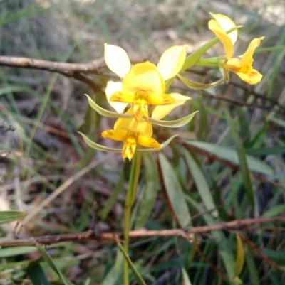 Diuris nigromontana (Black Mountain Leopard Orchid) at Point 4157 - 16 Oct 2016 by EmmaCook