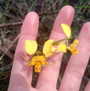 Diuris nigromontana at Point 4157 - suppressed