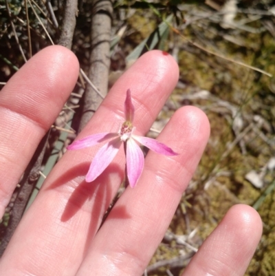 Caladenia fuscata (Dusky Fingers) at Aranda Bushland - 16 Oct 2016 by EmmaCook