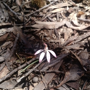 Caladenia fuscata at Point 4157 - suppressed