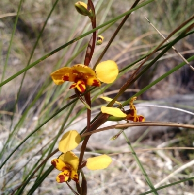 Diuris nigromontana (Black Mountain Leopard Orchid) at Point 4157 - 16 Oct 2016 by EmmaCook